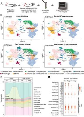 Muscles are barely required for the patterning and cell dynamics in axolotl limb regeneration